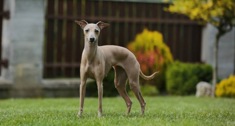 pies-rasy-charcik-wloski